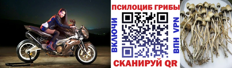 Купить где  Муравленко  Галлюциногенные грибы Psilocybe 